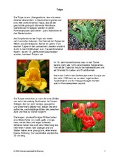 Steckbrief-Tulpe-Seite-1.pdf